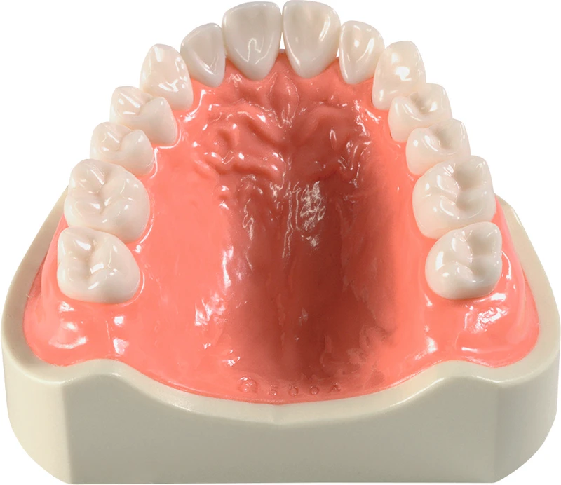 Oberkiefermodell E50H-500 AU  Stück  E50H-500A