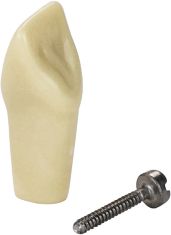 Modellzähne A-3 Z  Stück  OK Nr. 11