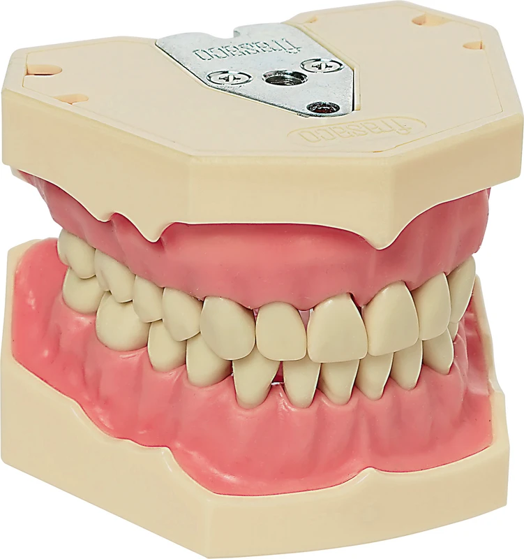 Arbeitsmodell AG-3  Stück  OK\UK inklusive 28 Zähne