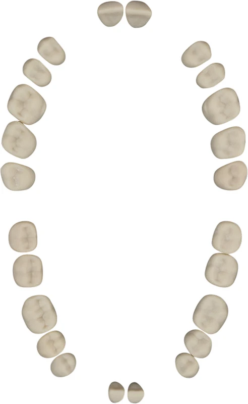 Modellzähne A-3 ZEB  Packung  24 Stück