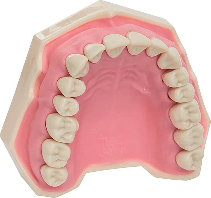 Arbeitsmodell AG-3  Stück  OK inklusive 16 Zähne