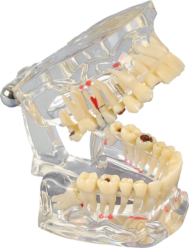 Studienmodell Transparent De Luxe  Stück  transparent