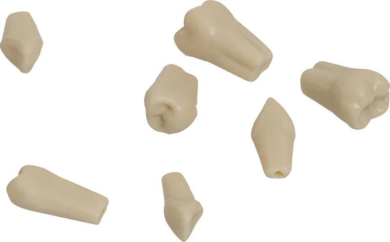 Modellzähne A-3 Z  Stück  OK Nr. 23