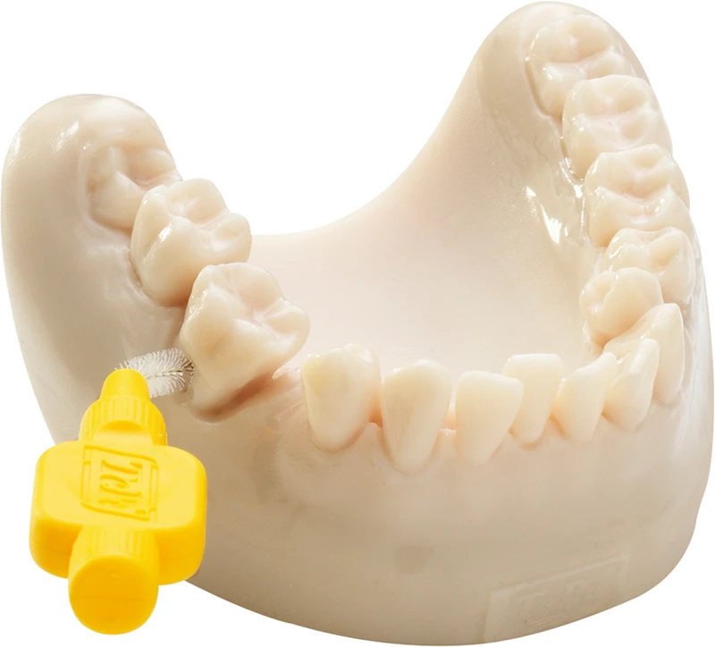 Zahnmodell  Stück  beige\weiß