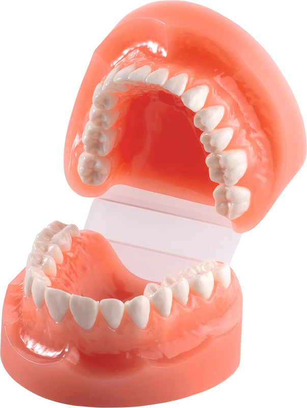 Zahnputzmodell mit Platten-Scharnier D13PP-TR1  Stück