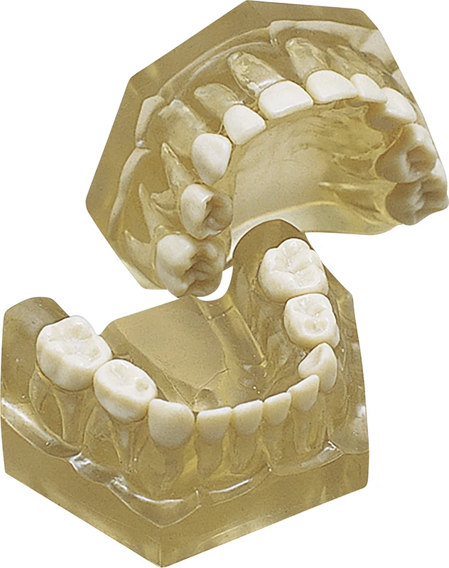 Arbeitsmodell AM-5  Stück  OK\UK inklusive 20 Milchzähnen zum Stecken,