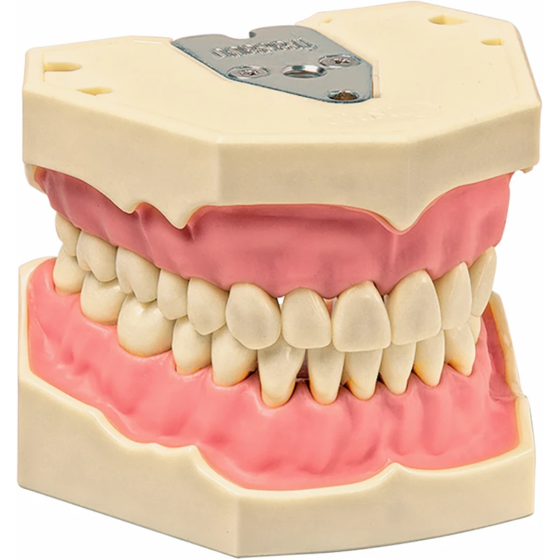 Arbeitsmodell AG-3  Stück  OK\UK inklusive 32 Zähne