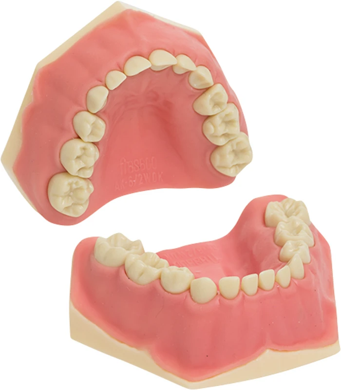 Kinderzahnmodell AK-6\2 M  Stück  OK\UK inklusive 20 Milchzähnen