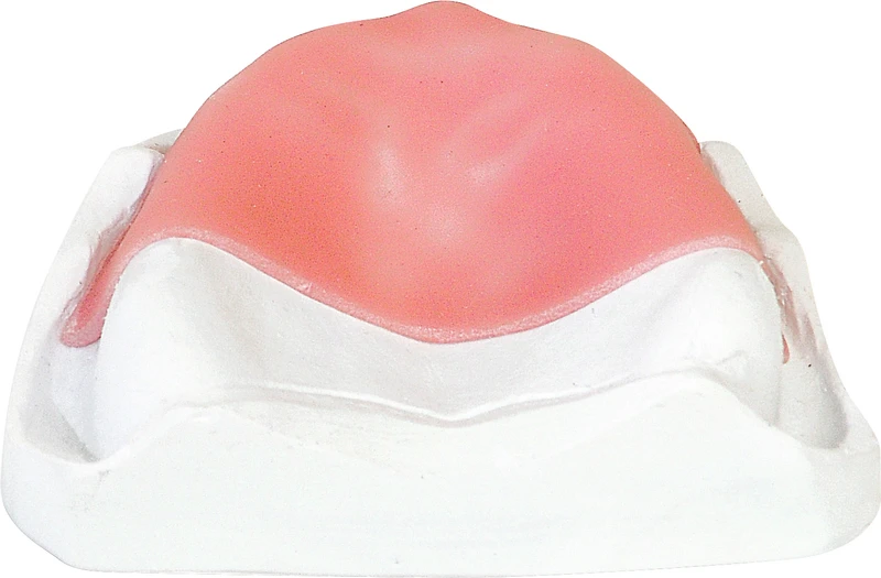 dentona® base LC  Packung  50 Stück rosa, 1,4 mm