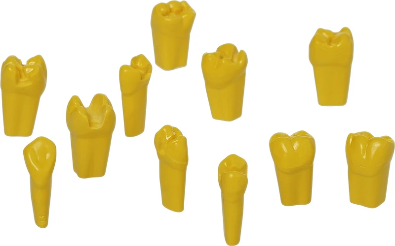 Modellzähne ANA-4 ZP   Stück  präpariert gelb, Nr. 21