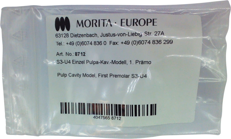 Wurzelkanal-Studienmodelle  Stück  S3-U4, Prämolar mit Kronen, Wurzelkanal eingefärbt