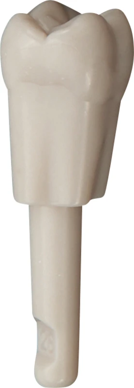 Schnappzahn Modell Molar  Packung  100 Stück Nr. 26