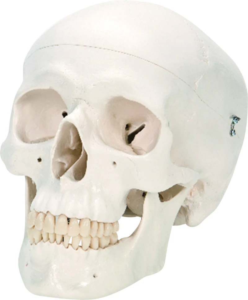 Künstlicher Schädel P10-AB20  Stück