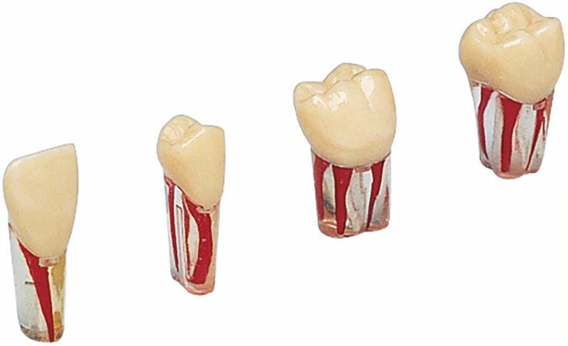 Modellzähne AG-3 ZPUK  Stück  Nr. 46