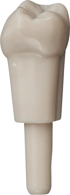 Schnappzahn Modell Molar  Packung  10 Stück Nr. 47