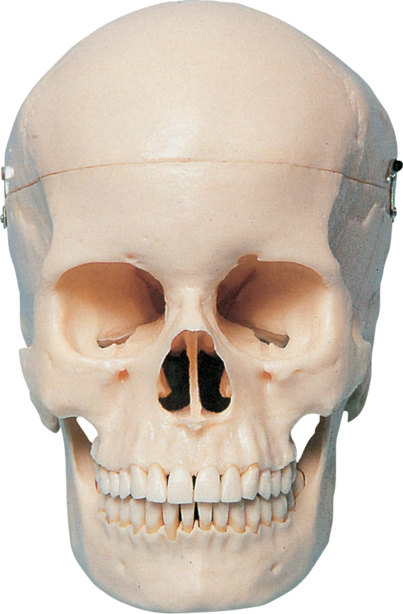 Künstlicher anatomischer Schädel mit Vitrine P10-SB1  Stück