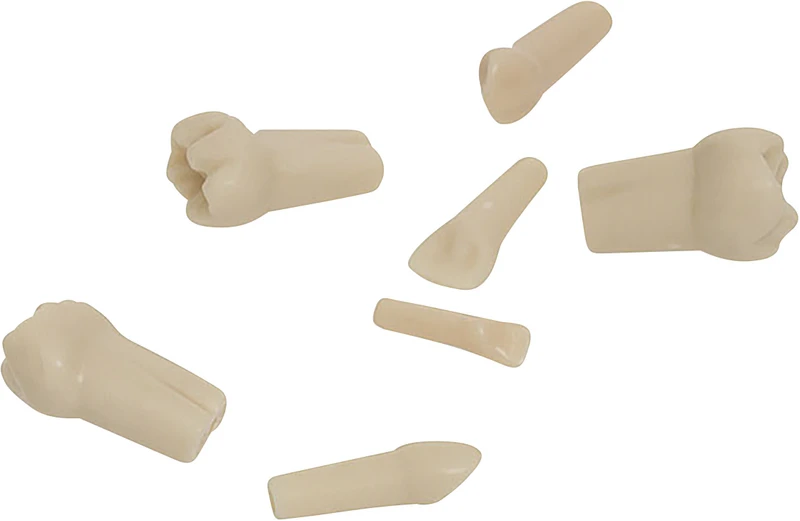 Kindermodellzähne AK-6\2  Stück  Nr. 65