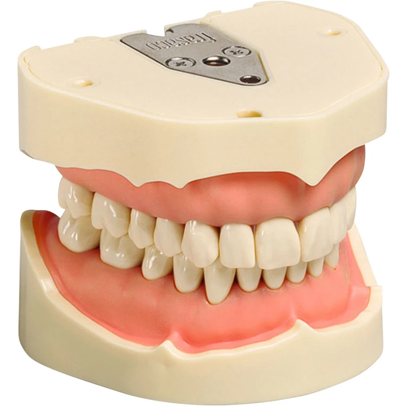 Arbeitsmodell ANA-4 \ ANKA-4  Stück  V, OK\UK inklusive 28 Zähne, Kontur Zahnfleischauflagen stark vereinfacht