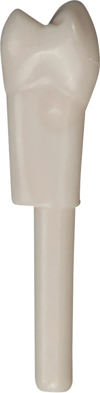 Schnappzahn Modell Prämolar  Packung  100 Stück Nr. 14