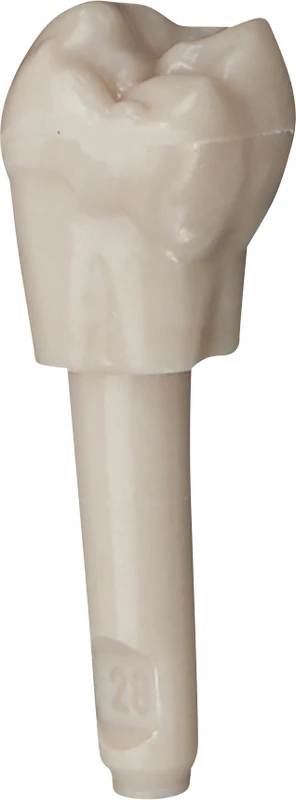 Schnappzahn Modell Molar  Packung  100 Stück Nr. 28