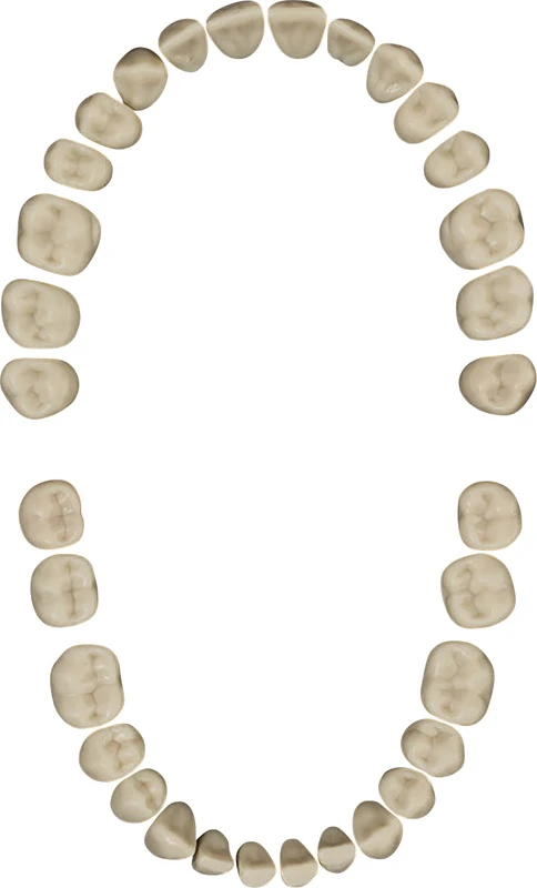 Modellzähne A-3 Z  Komplettsatz  32 Stück inklusive Schrauben