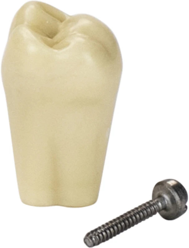 Modellzähne A-3 Z  Stück  OK Nr. 17