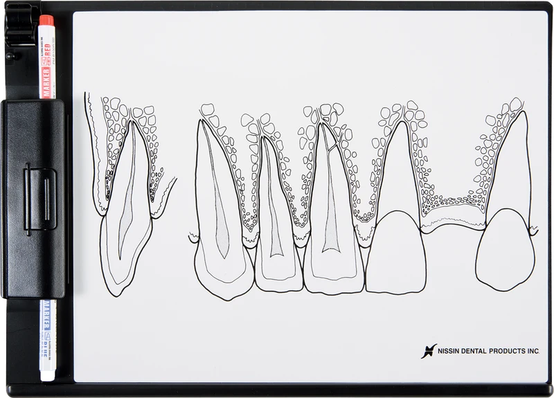Demonstrationstafel Frontzahnbereich P13-TR200A  Stück