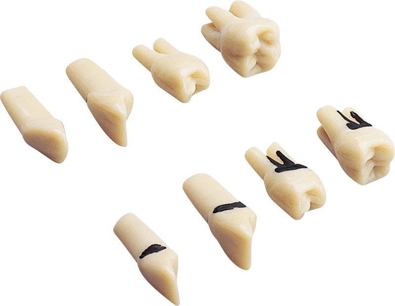 Modellzähne A-PB Z   Packung  26 Stück (Standard und 1-, 2- & 3 wurzelige Sonderzähne) mit Schrauben