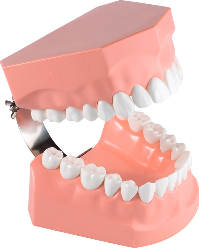 Zahnputzmodell P3B-705  Stück