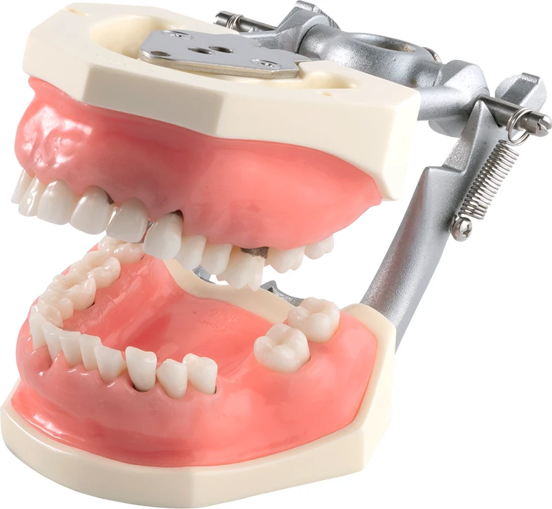 Parodontalchirurgie-Modell mit weichem Zahnfleisch P15DP-901C (GSF)  Stück  P15DP-901C
