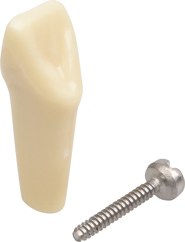 Modellzähne A-3 Z  Stück  OK Nr. 22