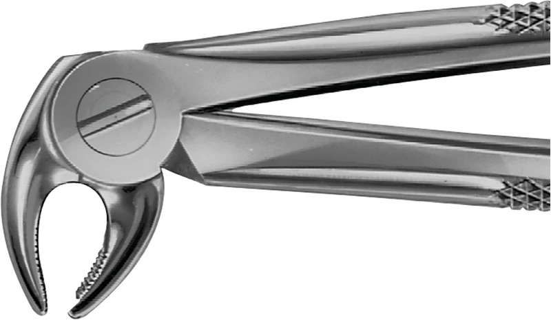 Anatomica-Zahnzangen nach Büchs  Stück  DH713R, für untere Eckzähne und Prämolaren