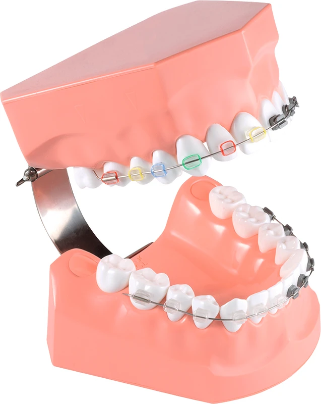 Kieferorthopädisches Zahnputzmodell P3B-706  Stück