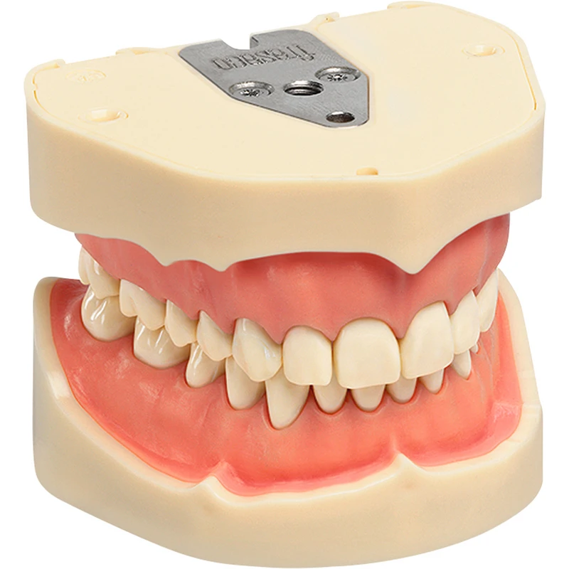 Arbeitsmodell ANA-4 \ ANKA-4   Stück  OK\UK inklusive 28 Klick-Zähne