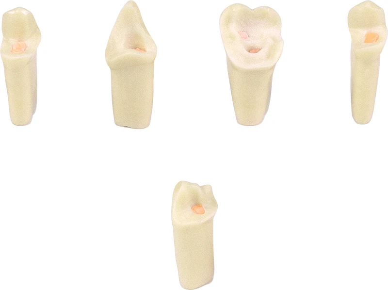 Modellzähne AG-3 ZEE  Stück  Nr. 21 inklusive Schraube