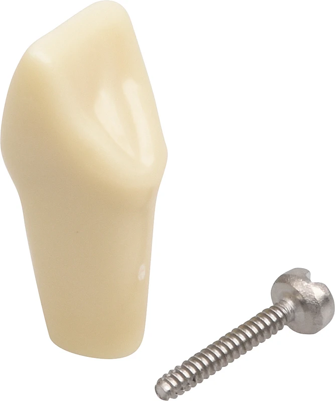 Modellzähne A-3 Z  Stück  OK Nr. 21