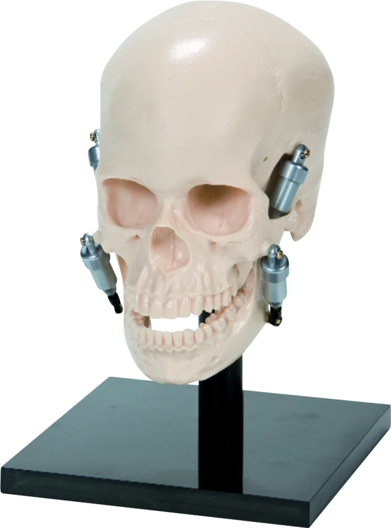 Künstlicher Schädel P10-SB20  Stück