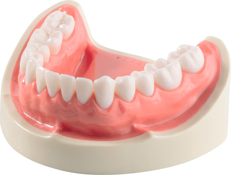 Unterkiefermodell E50H-500 AL  Stück  UK E50H-500AL