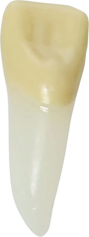 Modellzähne ANA-4 ZPURN  Stück  Nr. 21