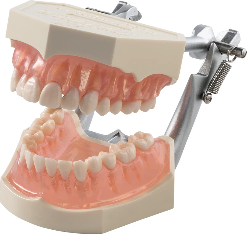 Funktionsmodell mit anatomischen Zähnen i21D-400C  Stück