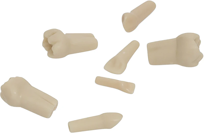 Kindermodellzähne AK-6  Stück  Nr. 54