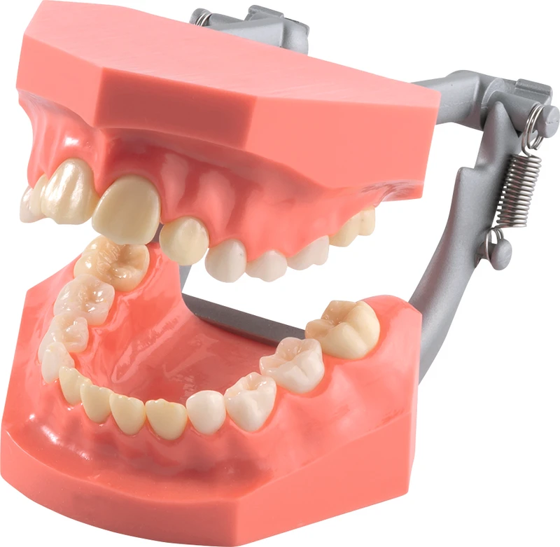 Überbiss Demonstrationsmodell P4D-407F  Stück