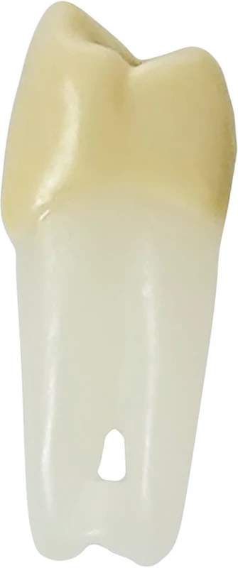 Modellzähne ANA-4 ZPURN  Stück  Nr. 24