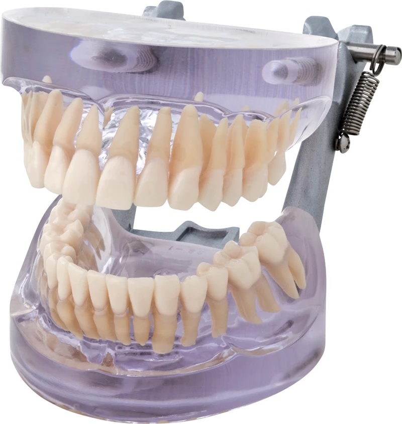 Transparentes Studienmodell P12D-SB1  Stück