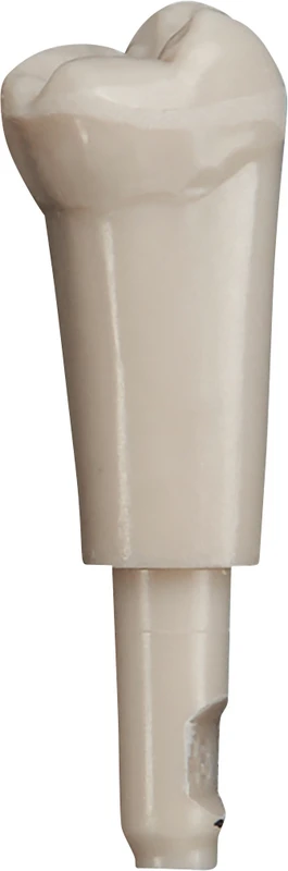 Schnappzahn Modell Molar  Packung  10 Stück Nr. 48