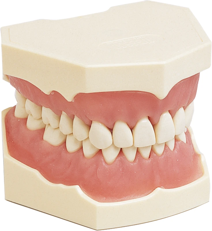 Dentalhygiene-Modell  Stück  OK + UK, Zahnfleischauflagen, Zähne, AG-3 H