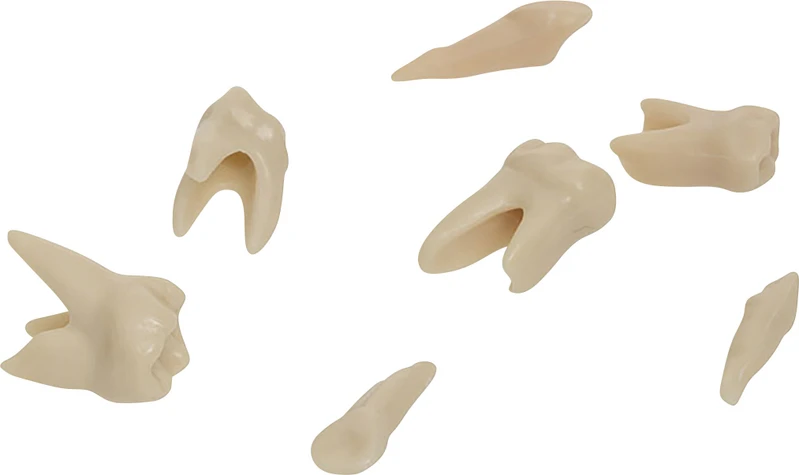 Modellzähne AM-5 ZE  Stück  Nr. 63