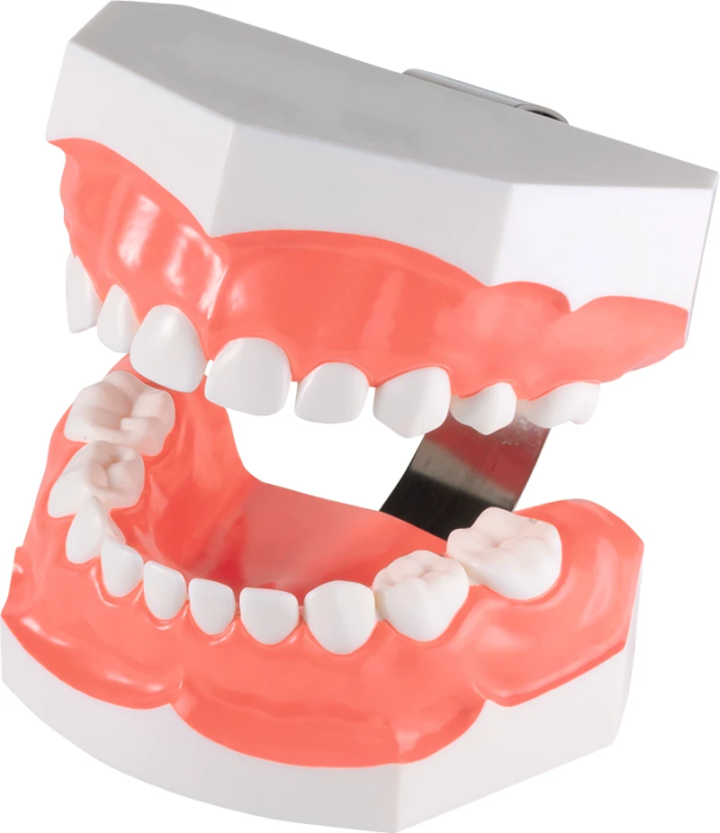 Zahnputzmodell PE-STP020  Stück