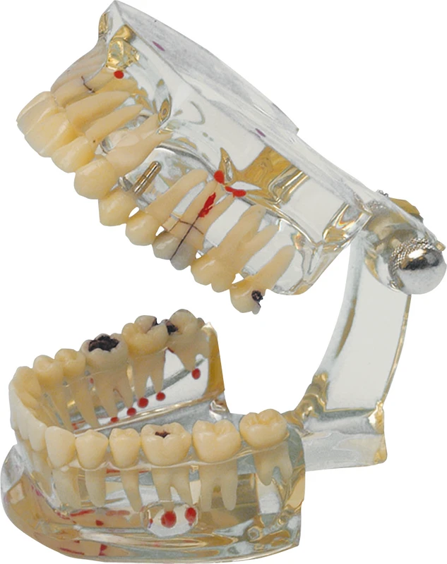 Studienmodell Transparent Plus  Stück  transparent