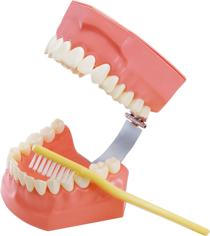 KKD® Zahnputzmodell  Stück